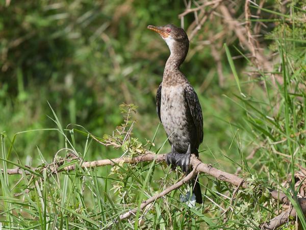 <h3><a href="/trips/tanzania/biota/animalia/chordata/aves/016 suliformes/003 phalacrocoracidae/microcarbo africanus/microcarbo africanus-nl.html">Microcarbo&nbsp;africanus</a> / Reed&nbsp;cormorant / Afrikaanse&nbsp;dwergaalscholver</h3>OM-1 Mark II met OLYMPUS M.150-400mm F4.5, 1/2000 sec  bij F4.5, ISO 500, afstand 16.5&nbsp;m